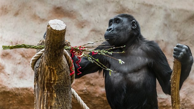 Kiburi si za pomlázkou neomylně vyšplhal na parkosy. Čerstvé jarní proutí totiž gorily ocení, pupeny jsou nedílnou součástí jejich jídelníčku i v přírodě.