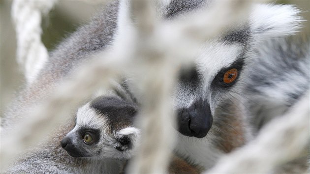 Mlata lemur kata ve dvorsk zoo.