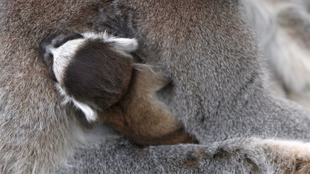 Mlata lemur kata ve dvorsk zoo.