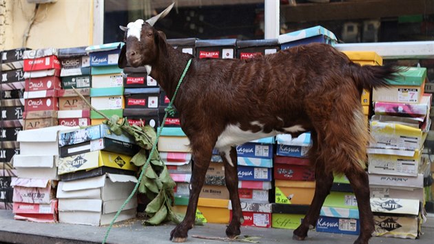 V Indii potkáte kozy na každém kroku, třeba tahle hlídá obchod s obuví.