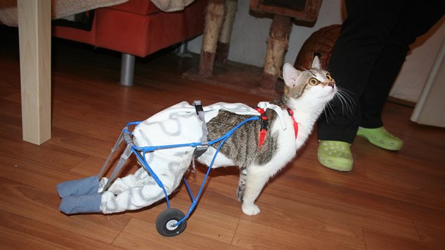 Kočka Maty se díky vozíčku může lépe pohybovat po interiéru domu.