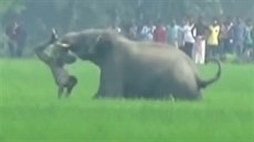 Slon v Indii zabil muže, házel s ním o zem
