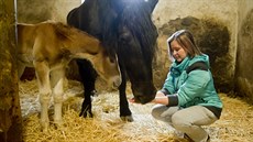 eskomoravský belgik je klidné plemeno, ale po narození híbte je opatrnost na...