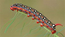 Ilustra�ní snímek