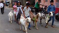 Děti vedou kozy na pastvu. V Česku dávná minulost, v Indii stále běžný jev.