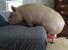 Esther se bez rozpak vykrábe i do postele.