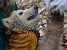 Pátým ledním medvíatem v brnnské zoo je slena. Její jméno vyberou uivatelé...