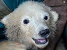 Pátým ledním medvíatem v brnnské zoo je slena. Její jméno vyberou uivatelé...