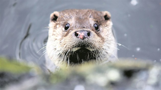 Vydra ���n� pat�� mezi kriticky ohro�en� druh a ve voln� p��rod� je k zahl�dnut� jen z��dka.