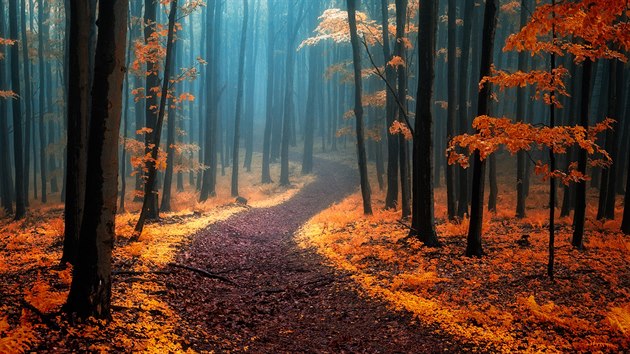 Touha putovat - lesní cesta v lese pod Javořinou. Toto je nejsdílenější a nejpopulárnější je fotka Janka Sedláře.