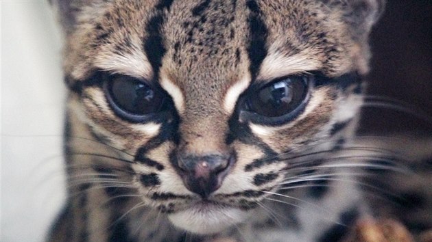 Hervée se v jihlavské zoo zabydlela. Tříletá samice kočkovité šelmy margay tu utvoří pár se sedmiletým samcem Yoro. Oba do Jihlavy přišli z Francie.