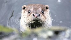 Vydra �í�ní pat�í mezi kriticky ohro�ený druh a ve volné p�írod� je k...