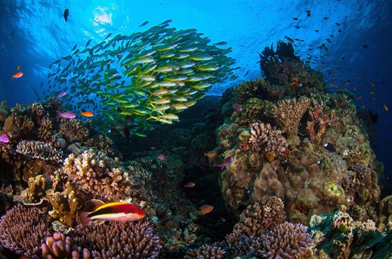 Jedním z ohroených území je Velký bariérový útes.