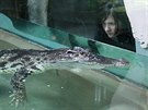 Rodinu krokodýl siamských tvoí v jihlavské zoo více jak tímetrový samec Tole...