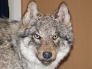 Na celní pot zabavili inspektoi vycpaninu vlka dováenou z Ukrajiny. eský...