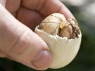 Balut se pipravuje z kachních nebo kuecích vajec.