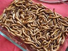 Ochutnvka pokrm z hmyzu na Vysok kole polytechnick v Jihlav