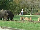 Rodinka divoák rozryla park v polském Gdasku. Lidí si nevímala.