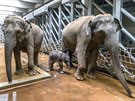 Sloní sameek svou matku dobe pozná - jeho máma Janita vpravo. 