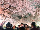 Lidé procházejí pod kvetoucími sakurami v parku Ueno v Tokiu. Snímek je ze...
