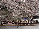 Mnozí Japonci vyráejí za nejkrásnjími snímky kvetoucích sakur na lunech a...