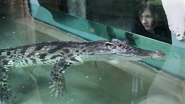 Rodinu krokodýlů siamských tvoří v jihlavské zoo více jak třímetrový samec Tole a 2,5 metru dlouhá samice Ani.
