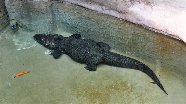 Krokodýli čelnatí „bydlí“ hned vedle.