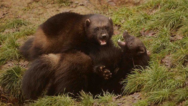 Rodie rosomka sibiskho, kter se narodil v brnnsk zoo.