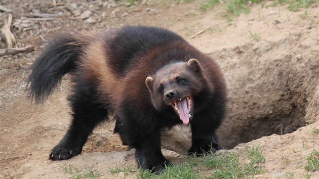 Jeden z rodi rosomka sibiskho, kter se narodil v brnnsk zoo.