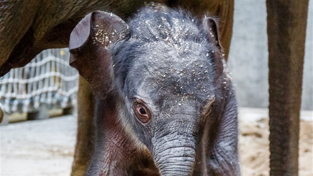 Slon sameek dobe prospv a m se ile k svtu. Matkou je slonice Janita, kter pila do Prahy ze r Lanky v roce 2012, otcem samec Mekong, kter sln zplodil jet ped svm odchodem do jin zoo.