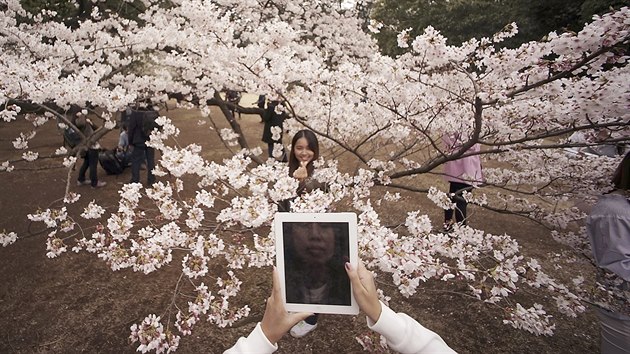 Do japonskch park vyraz o prvnm dubnovm vkendu kad, kdo me. Kvetouc sakury jsou v tuto chvli nejkrsnj.