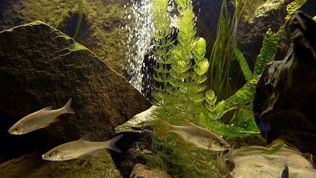 V obřím akváriu můžou lidé vidět ryby žijící v Jizeře.