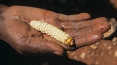 Larva martináe blahoviníkového musí nastádat zásobu energie na celý svj...