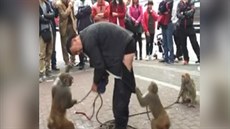 Mu pedvádl vystoupení s opicemi. Jedna mu stáhla kalhoty