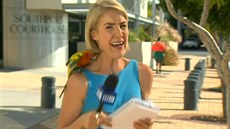 Reportérce sedl bhem vysílání na rameno papouek a vydsil ji