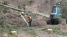 Stromy padají v Jihlav i na stráni nádre Stará plovárna. Je to les v mýtním...