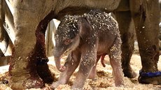 V praské zoologické zahrad se 5. dubna brzy ráno narodilo sln.