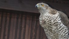 Jest�ábí samici ochránci p�írody dokrmili, okrou�kovali a pustili na svobodu.