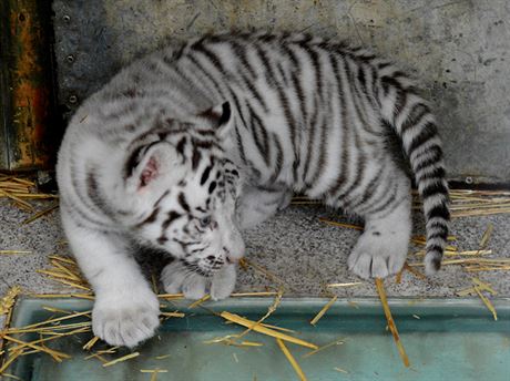 Jedním z velkých lákadel liberecké zoo jsou nová mláata bílých tygr. 