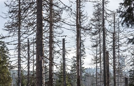 Stromy, které napadl krovec.