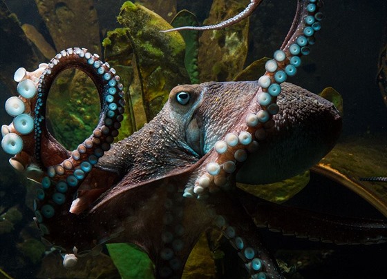 Chobotnice v novozélandském Národním akváriu