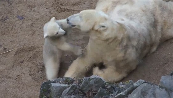 Malá medvdice v brnnské zoo dovádí se svojí mámou Corou