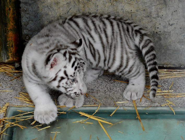 Jedním z velkých lákadel liberecké zoo jsou nová mlá�ata bílých tygr�. 
