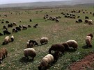 Ovce pasoucí se na 500 kilometr severn od Bagdádu (21. 3. 2016)