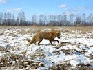 Píroda v ernobylu. (15. dubna 2016)