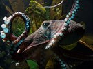 Chobotnice v novozélandském Národním akváriu
