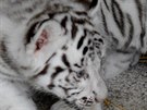 Pohlaví malých tygr urí zoologové a na vku devíti týdn, kdy se budou...