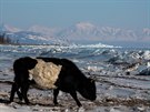Vtinu Mongolska v uplynulých týdnech zasáhly kruté mrazy.