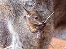 Samice klokana rudokrkého z Jihoeské zoologické zahrady Hluboká nosí ve vaku...