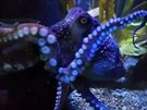 Chobotnice Inky v akváriu.